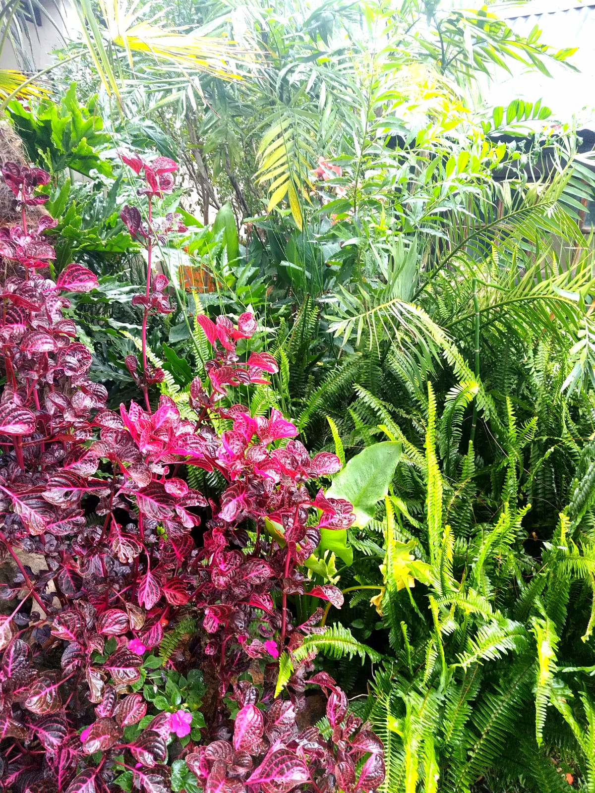 Nature's Way plant nursery, Chartwell, Randburg